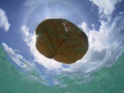 Leaf floating on the surface at Cane Garden Bay in the BV... by Terry Moore 